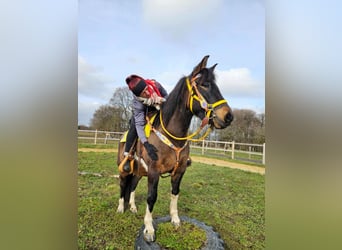 Hucul, Mare, 7 years, 14,1 hh