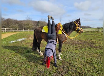 Hucul, Mare, 7 years, 14,1 hh