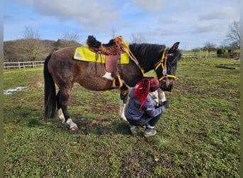 Hucul, Mare, 7 years, 14,1 hh