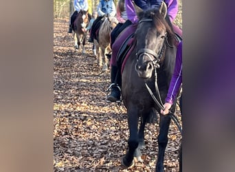 Hucul, Mare, 8 years, 13,1 hh, Grullo