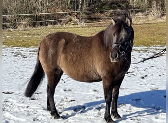 Hucul, Mare, 8 years, 13,1 hh, Grullo