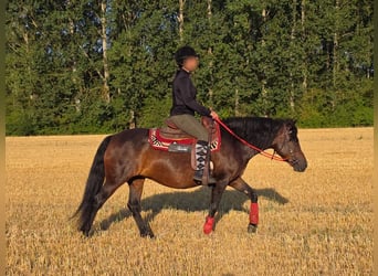Hucul, Mare, 8 years, 13.3 hh, Brown