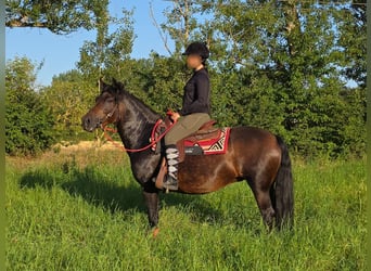 Hucul, Mare, 8 years, 13.3 hh, Brown