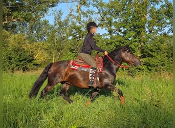 Hucul, Mare, 8 years, 13.3 hh, Brown