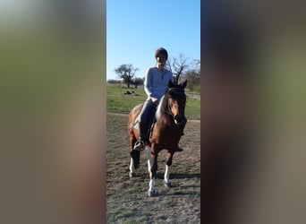 Hucul, Mare, 8 years, 13,3 hh, Pinto