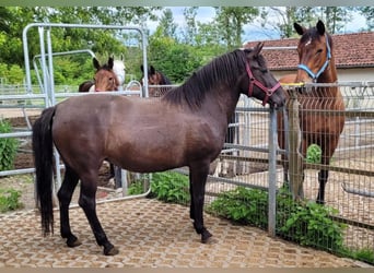 Hucul, Mare, 8 years, 14.1 hh, Bay-Dark