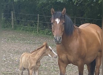 Hucul, Mare, 8 years, 14.2 hh, Brown
