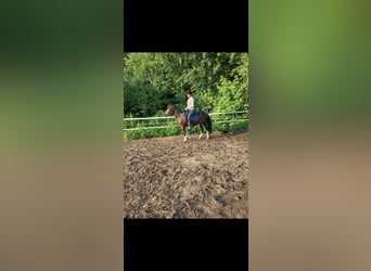 Hucul, Mare, 9 years, 13.2 hh, Pinto