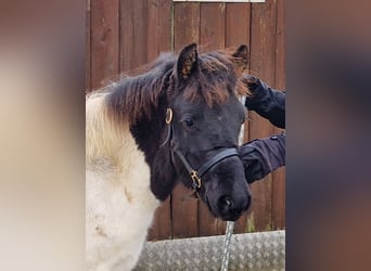 Hucul, Mare, Foal (06/2023), 11.1 hh, Pinto