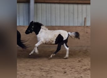 Hucul, Mare, Foal (06/2023), 11.1 hh, Pinto