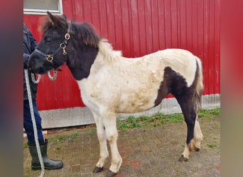 Hucul, Mare, Foal (06/2023), 11.1 hh, Pinto