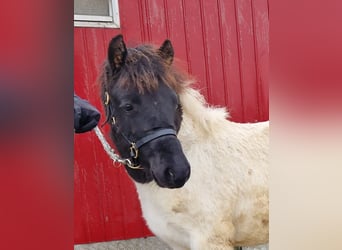 Hucul, Mare, Foal (06/2023), 11.1 hh, Pinto