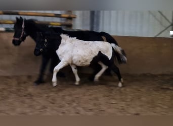 Hucul, Mare, Foal (06/2023), 11.1 hh, Pinto