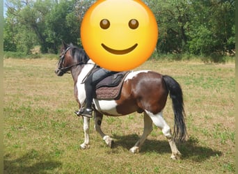 Hucul, Stallion, 11 years, 13 hh, Pinto