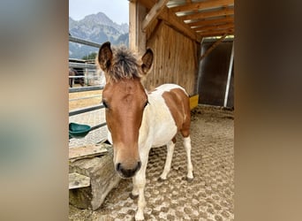 Hucul Mix, Stallion, 1 year, 12,1 hh, Pinto