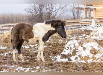 Hucul, Stallion, 1 year, 13,3 hh, Tobiano-all-colors