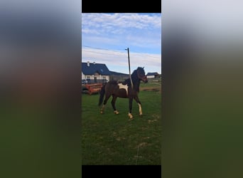 Hucul, Stallion, 2 years, 12.3 hh, Pinto
