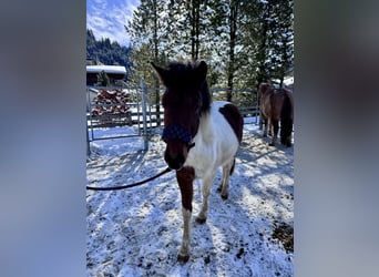 Hucul Mix, Stallion, 2 years, 13 hh, Pinto