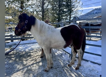 Hucul Mix, Stallion, 2 years, 13 hh, Pinto