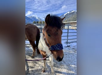 Hucul Mix, Stallion, 2 years, 13 hh, Pinto