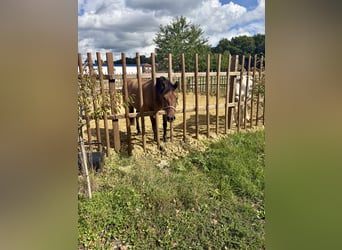 Hucul, Stallion, 3 years, 13,2 hh, Brown