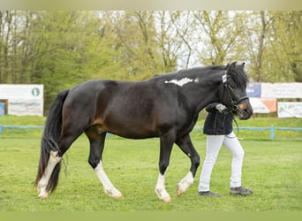 Hucul, Stallion, 3 years, 14 hh, Tobiano-all-colors