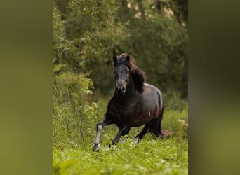 Hucul, Stallion, 3 years, 14 hh, Tobiano-all-colors