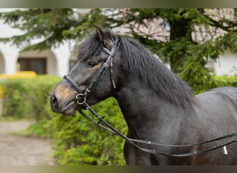 Hucul, Stallion, 3 years, 14 hh, Tobiano-all-colors