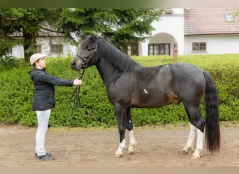 Hucul, Stallion, 3 years, 14 hh, Tobiano-all-colors