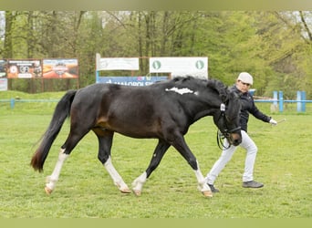 Hucul, Stallion, 3 years, 14 hh, Tobiano-all-colors