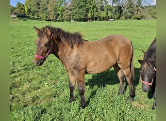 Hucul, Stallion, Foal (03/2026), 13.1 hh, Dun