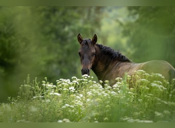 Hucul, Stallion, , 13,2 hh, Bay-Dark