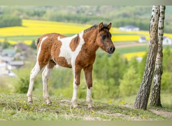 Hucul, Stallion, Foal (02/2024), 14 hh, Pinto