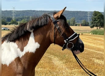 Hucul, Valack, 3 år, 143 cm, Pinto