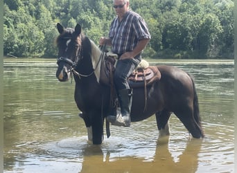 Hucul Blandning, Valack, 3 år, 149 cm, Pinto