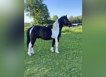 Hucul Blandning, Valack, 3 år, 149 cm, Pinto