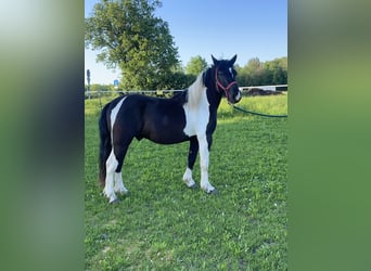 Hucul Blandning, Valack, 3 år, 149 cm, Pinto