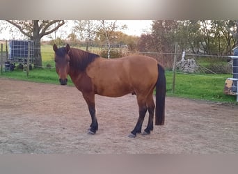 Hucul, Valack, 6 år, 138 cm, Brun