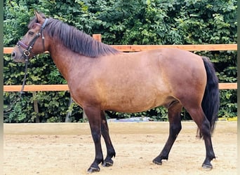 Hucul, Valack, 9 år, 148 cm, Mörkbrun