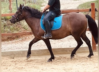 Hucul, Valack, 9 år, 148 cm, Mörkbrun