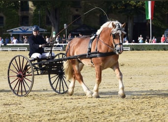Reńsko-niemiecki koń zimnokrwisty, Ogier, 9 lat, 172 cm, Kasztanowata