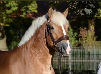 Reńsko-niemiecki koń zimnokrwisty, Ogier, 9 lat, 172 cm, Kasztanowata