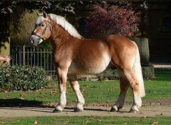 Rhenisch-German Heavy Draft, Stallion, 9 years, 16.3 hh, Chestnut-Red