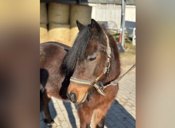 Hungarian Sport Horse, Gelding, 10 years, 11,2 hh, Brown