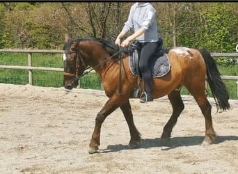 Hungarian Sport Horse Mix, Gelding, 10 years, 15.1 hh, Bay-Dark
