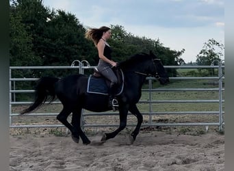 Hungarian Sport Horse, Gelding, 10 years, 15.1 hh, Black