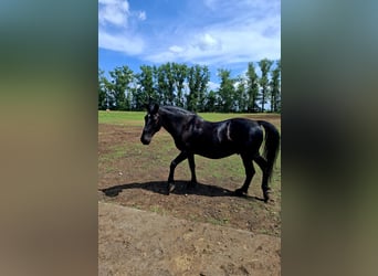 Hungarian Sport Horse, Gelding, 10 years, 15.1 hh, Black