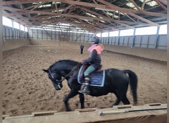 Hungarian Sport Horse, Gelding, 10 years, 15.1 hh, Black