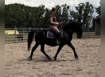 Hungarian Sport Horse, Gelding, 10 years, 15.1 hh, Black