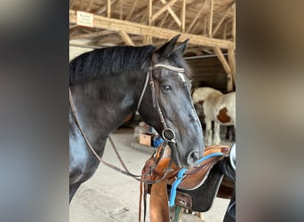 Hungarian Sport Horse, Gelding, 10 years, 15.1 hh, Black